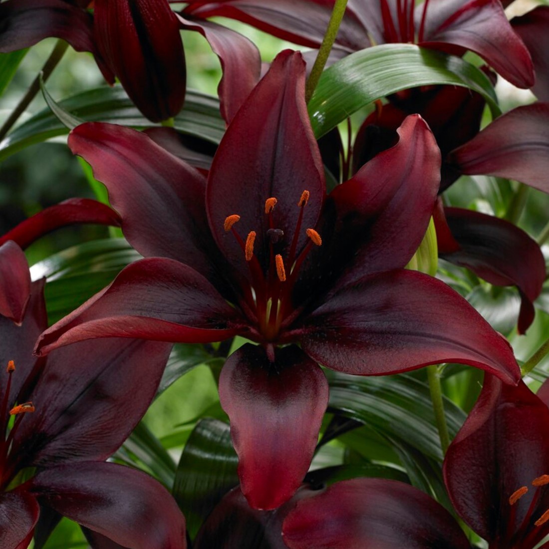 Buy Lilium Trumpet Black online at Gardencentre Koeman