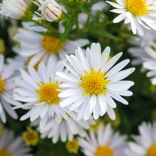 Aster dumosus Apollo- Bushy Aster