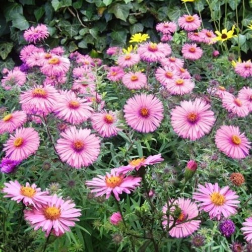 Aster dumosus Jenny - Bushy Aster