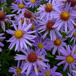 Aster Prof. Anton Kippenberg - Aster Dumosus