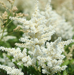 Astilbe (A) Brautschleier - False Goat's Beard