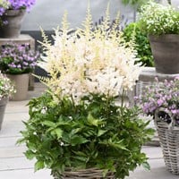 Spiraea Astilbe White - Astilbe japonica Washington