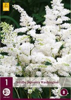 Spiraea Astilbe White - Astilbe japonica Washington-2