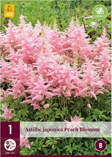 Astilbe Japonica Peach Blossom - False Buck's Beard