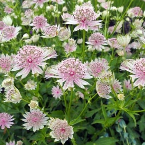 Masterwort - Astrantia major (Container Plant)