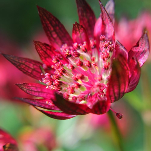Masterwort - Astrantia Major Lars (Container Plant)