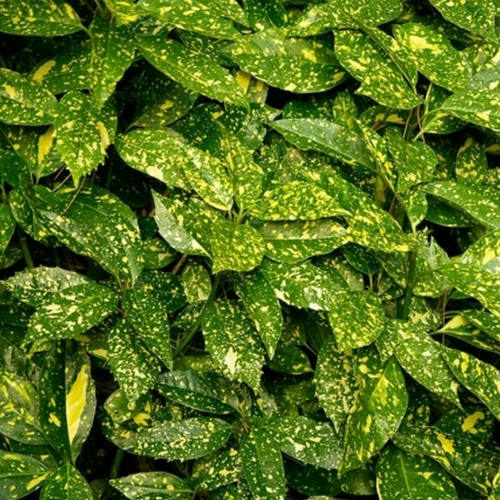 Aucuba Japonica Variegata - Spotted Laurel