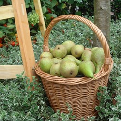 Authentic Dutch Cherry/Plum Fruit Picker Basket