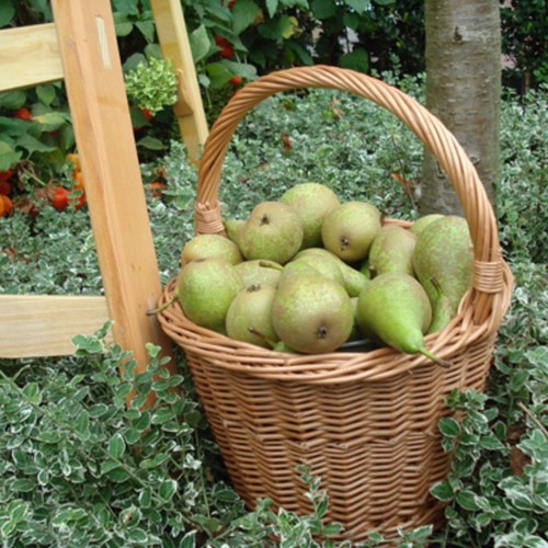 Authentic Dutch Cherry/Plum Fruit Picker Basket