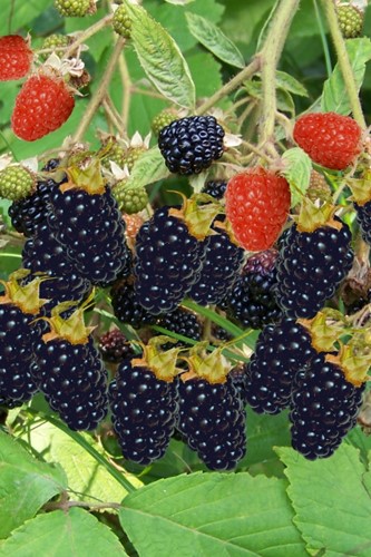 Rubus Thornless Evergreen - Blackberry