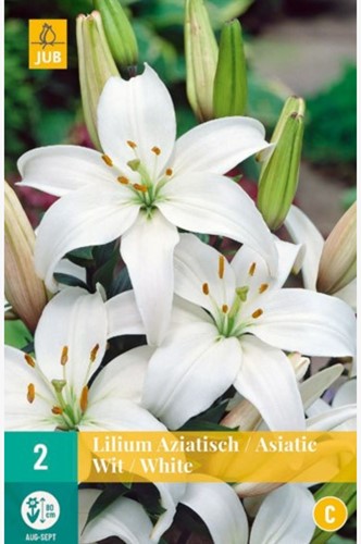 Asiatic Lily White - Lilium Asiaticum