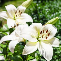 Asiatic Lily White - Lilium Asiaticum