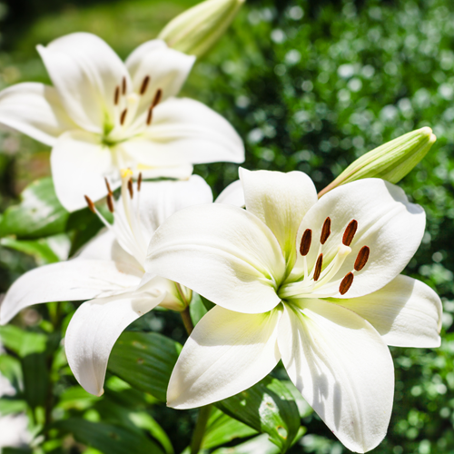 Asiatic Lily White - Lilium Asiaticum