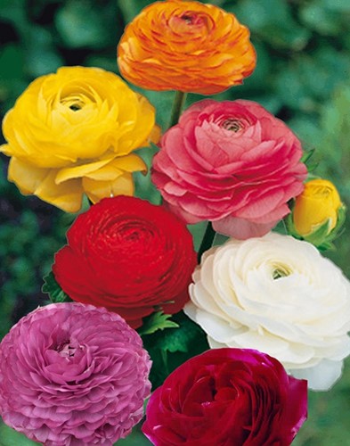 Ranunculus Mix (Large Package) - 40 Bulbs