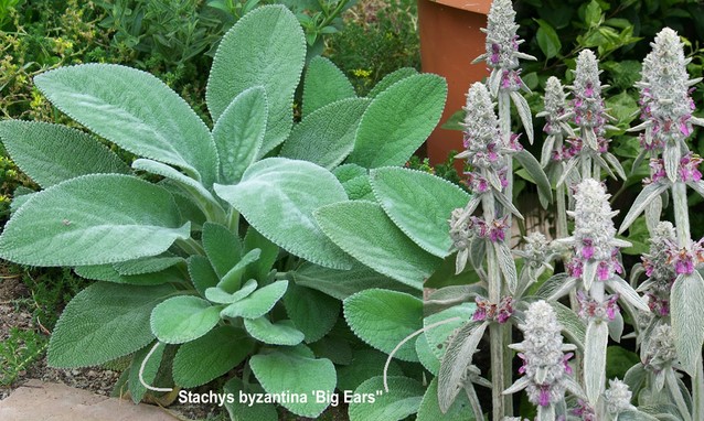 buy-stachys-byzantina-big-ears-online-at-gardencentre-koeman