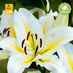 Lilium Baferrari - Lily