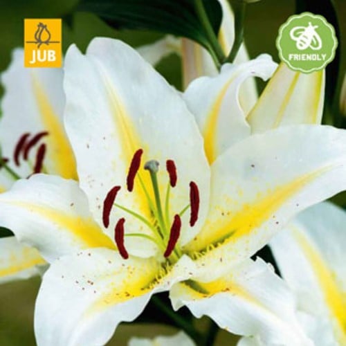 Lilium Baferrari - Lily