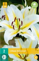Lilium Baferrari - Lily-2