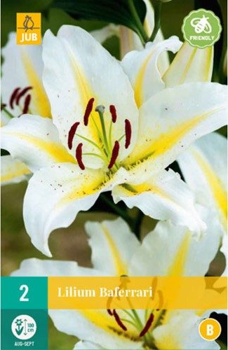 Lilium Baferrari - Lily-2