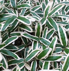 Veitch s Bamboo - Sasa Veitchii