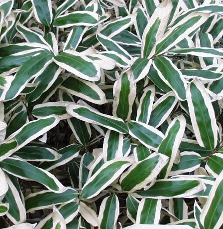 Veitch s Bamboo - Sasa Veitchii