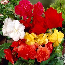 Begonia Double Mixed