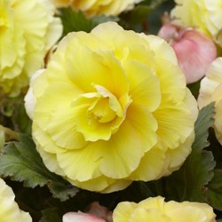 Begonia F1 Superba Yellow