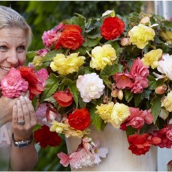 Begonia Odorata Mix - Fragrant Begonia