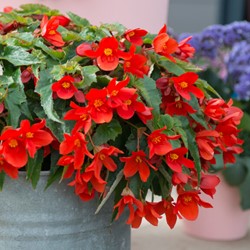 Begonia Pendula Red