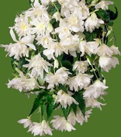 Begonia Pendula White