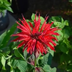 Bergamotplant Cambridge Scarlet - Monarda (Sixpack)