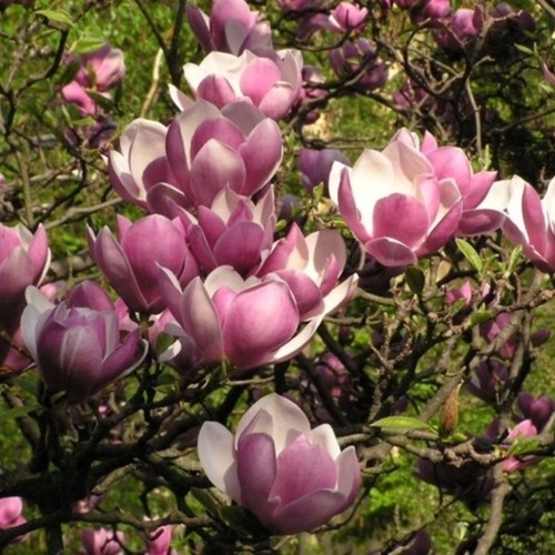 Saucer Magnolia - Magnolia Soulangeana