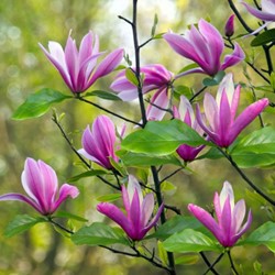 Magnolia Susan - Purple magnolia