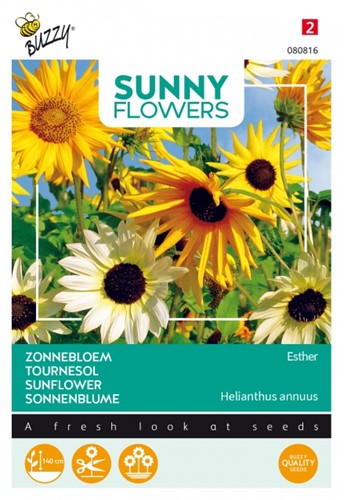 Sunflower Esther - Sunny Flowers