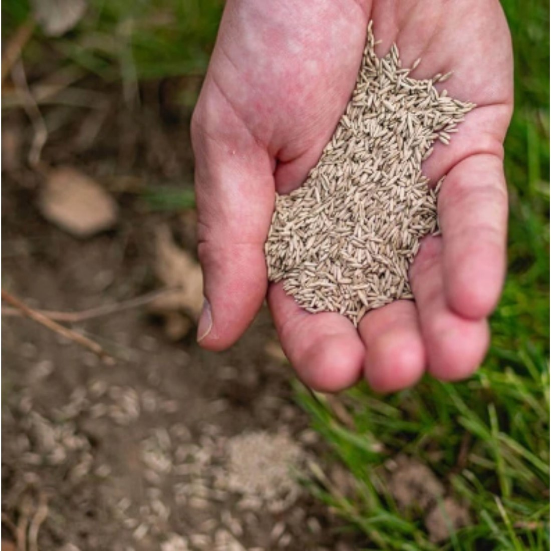 Grss Seed Without Shell Buy Grass Seed Plus 250 Gr Ecostyle online at Gardencentre Koeman