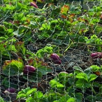 Vogelnet Primo zwart maaswijdte 28x28 mm 10x4m-2