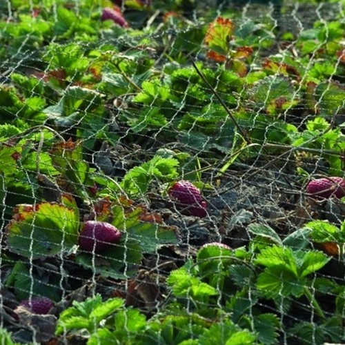 Vogelnet Primo zwart maaswijdte 28x28 mm 10x4m-2