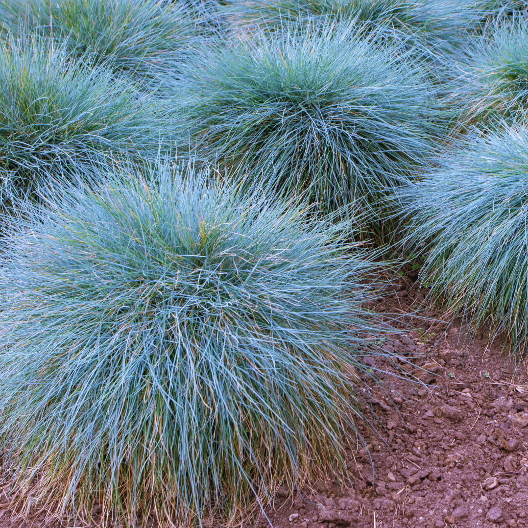Festuca shop