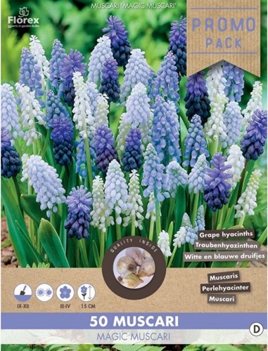 Muscari Mix (Large Pack) - Grape Hyacinth