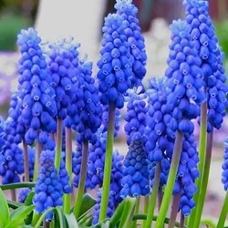 Muscari Armeniacum - Grape Hyacinth (XL-Pack)