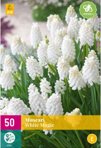 Grape Hyacinths White Magic – Muscari (XL-Pack)