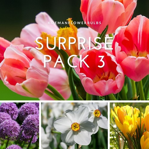 Flowerbulb Surprise pack 3