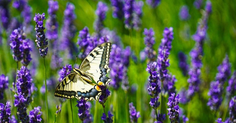 June garden tasks with Modeste Herwig: tips on pruning, attracting butterflies and summer garden care