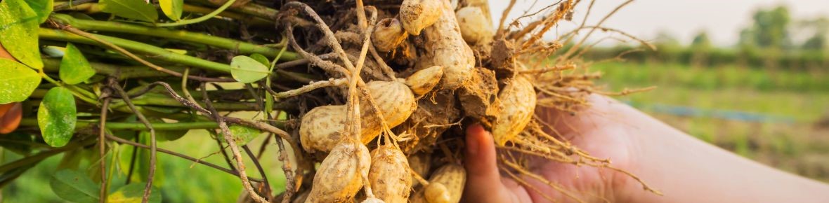 How to grow a peanut plant: growing your own peanuts from peanut seeds
