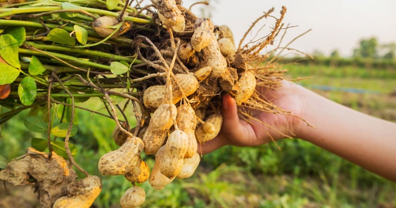 How to grow a peanut plant: growing your own peanuts from peanut seeds