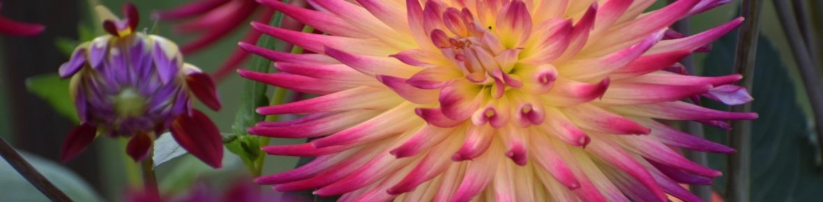 Cactus dahlias: strong summer bloomers with striking flowers