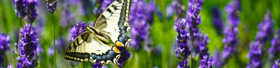 June garden tasks with Modeste Herwig – tips on pruning, attracting butterflies and summer garden care