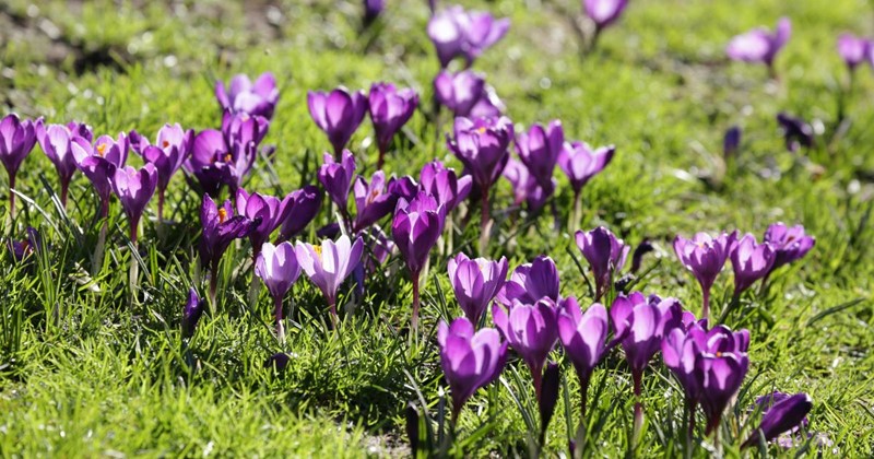 Which flower bulbs are suitable for the lawn? What you need to know