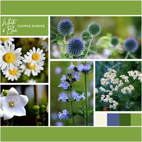Ready-made Flower Border White & Blue (12 plants: 2m²)