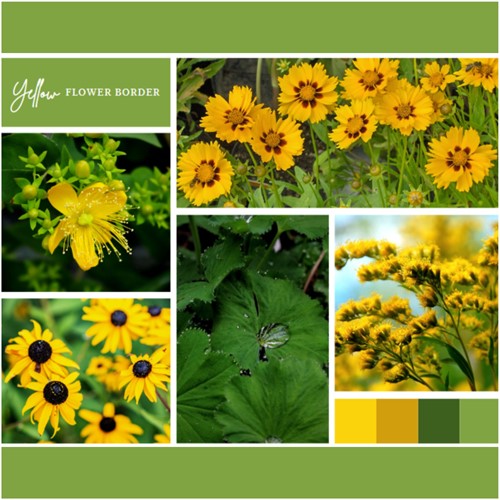 Ready-made Flower Border Yellow (6 plants: 1m²)